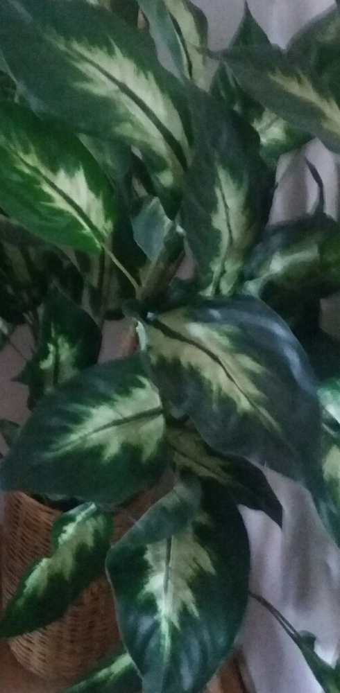Plant - Picture 3 of 3